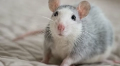 Сите за стаорци од раса ески: опис, колку животи, што јаде, цената